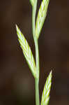 Italian ryegrass